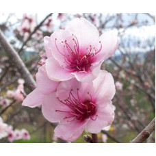Персик інжирний ‘Нікітський’|Prunus persica var. platycarpa ‘Nikitskiy’|Персик инжирный ‘Никитский’