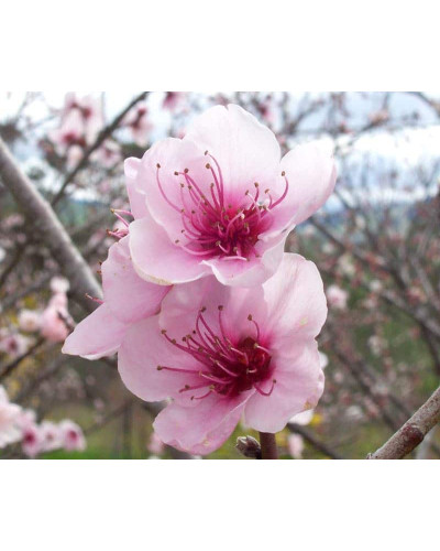 Персик інжирний ‘Нікітський’|Prunus persica var. platycarpa ‘Nikitskiy’|Персик инжирный ‘Никитский’