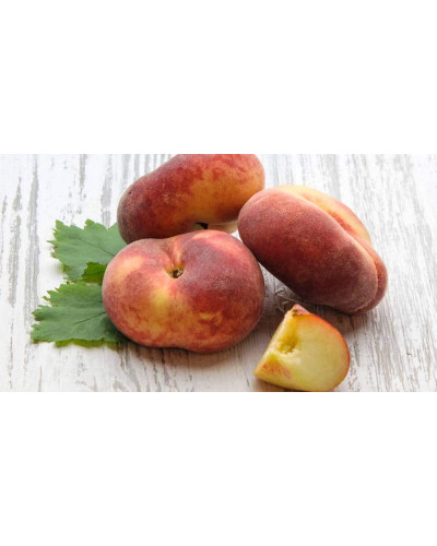Персик інжирний ‘Нікітський’|Prunus persica var. platycarpa ‘Nikitskiy’|Персик инжирный ‘Никитский’
