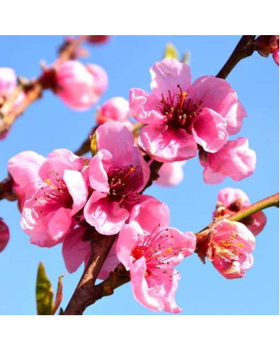 Персик інжирний ‘Нікітський’|Prunus persica var. platycarpa ‘Nikitskiy’|Персик инжирный ‘Никитский’
