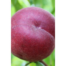 Персик домашній ‘Роял Глорі’|Prunus persica ‘Royal Glory’|Персик домашний ‘Роял Глори’