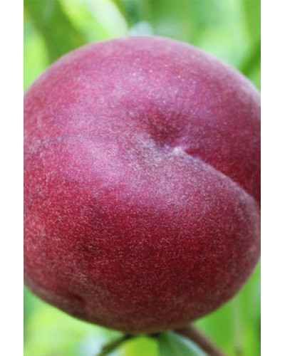 Персик домашній ‘Роял Глорі’|Prunus persica ‘Royal Glory’|Персик домашний ‘Роял Глори’
