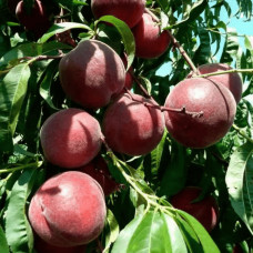 Персик домашній ‘Роял Глорі’|Prunus persica ‘Royal Glory’|Персик домашний ‘Роял Глори’