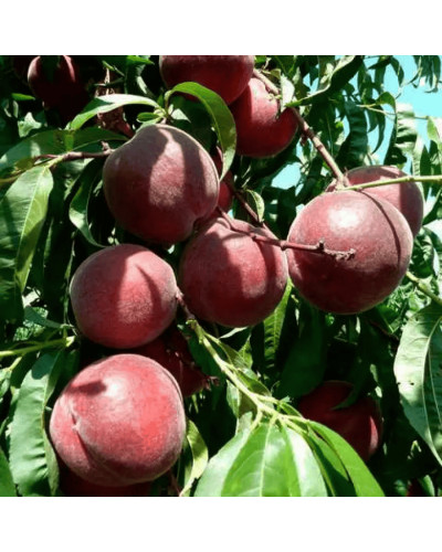 Персик домашній ‘Роял Глорі’|Prunus persica ‘Royal Glory’|Персик домашний ‘Роял Глори’