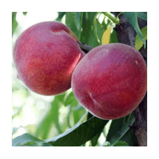 Персик домашній ‘Роял Глорі’|Prunus persica ‘Royal Glory’|Персик домашний ‘Роял Глори’