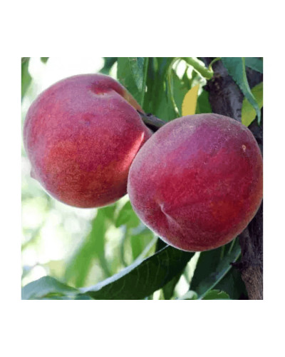 Персик домашній ‘Роял Глорі’|Prunus persica ‘Royal Glory’|Персик домашний ‘Роял Глори’