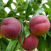 Персик домашній ‘Роял Глорі’|Prunus persica ‘Royal Glory’|Персик домашний ‘Роял Глори’