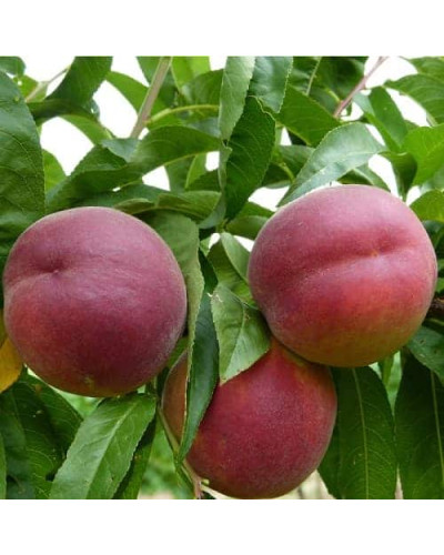 Персик домашній ‘Роял Глорі’|Prunus persica ‘Royal Glory’|Персик домашний ‘Роял Глори’