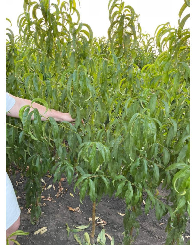 Персик домашній ‘Роял Глорі’|Prunus persica ‘Royal Glory’|Персик домашний ‘Роял Глори’