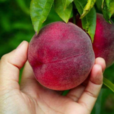 Персик домашній ‘Роял Глорі’|Prunus persica ‘Royal Glory’|Персик домашний ‘Роял Глори’