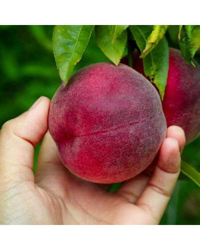 Персик домашній ‘Роял Глорі’|Prunus persica ‘Royal Glory’|Персик домашний ‘Роял Глори’