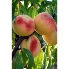 Персик Білий лебідь (середньо-пізній) | Prunus persica Bilyi lebid (middle-late) | Персик Белый лебедь (средне-поздний)
