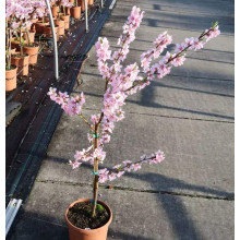 Персик Білий лебідь (середньо-пізній) | Prunus persica Bilyi lebid (middle-late) | Персик Белый лебедь (средне-поздний)