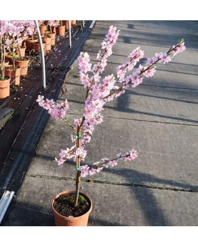 Персик Білий лебідь (середньо-пізній) | Prunus persica Bilyi lebid (middle-late) | Персик Белый лебедь (средне-поздний)