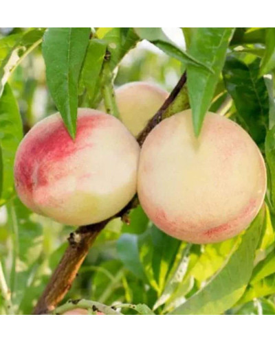 Персик Білий лебідь (середньо-пізній) | Prunus persica Bilyi lebid (middle-late) | Персик Белый лебедь (средне-поздний)