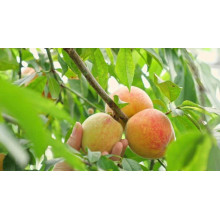 Персик Білий лебідь (середньо-пізній) | Prunus persica Bilyi lebid (middle-late) | Персик Белый лебедь (средне-поздний)