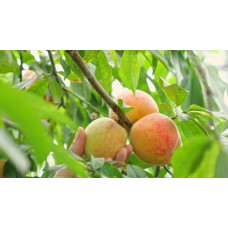 Персик Білий лебідь (середньо-пізній) | Prunus persica Bilyi lebid (middle-late) | Персик Белый лебедь (средне-поздний)