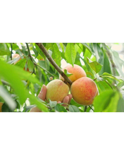 Персик Білий лебідь (середньо-пізній) | Prunus persica Bilyi lebid (middle-late) | Персик Белый лебедь (средне-поздний)