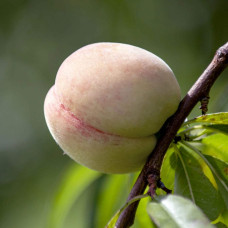 Персик Білий лебідь (середньо-пізній) | Prunus persica Bilyi lebid (middle-late) | Персик Белый лебедь (средне-поздний)