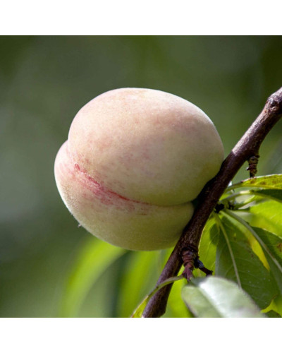 Персик Білий лебідь (середньо-пізній) | Prunus persica Bilyi lebid (middle-late) | Персик Белый лебедь (средне-поздний)