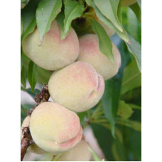 Персик Білий лебідь (середньо-пізній) | Prunus persica Bilyi lebid (middle-late) | Персик Белый лебедь (средне-поздний)