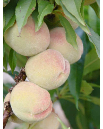 Персик Білий лебідь (середньо-пізній) | Prunus persica Bilyi lebid (middle-late) | Персик Белый лебедь (средне-поздний)