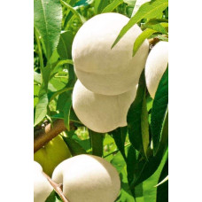 Персик Айс Піч (пізній) | Prunus persica Ice Peach (late) | Персик Айс Пич (поздний)
