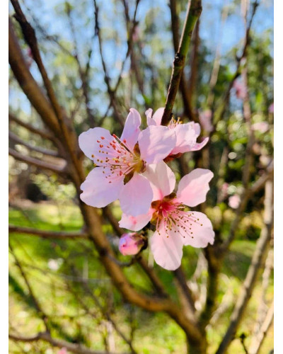 Персик Айс Піч (пізній) | Prunus persica Ice Peach (late) | Персик Айс Пич (поздний)