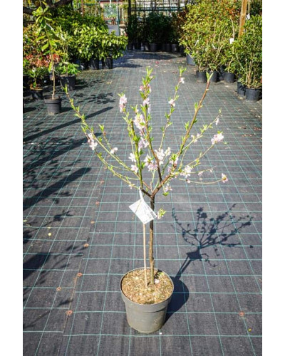 Персик Айс Піч (пізній) | Prunus persica Ice Peach (late) | Персик Айс Пич (поздний)