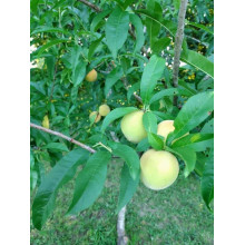 Персик Айс Піч (пізній) | Prunus persica Ice Peach (late) | Персик Айс Пич (поздний)