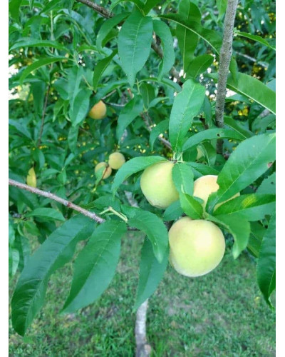 Персик Айс Піч (пізній) | Prunus persica Ice Peach (late) | Персик Айс Пич (поздний)