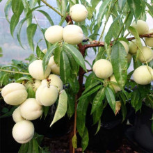 Персик Айс Піч (пізній) | Prunus persica Ice Peach (late) | Персик Айс Пич (поздний)