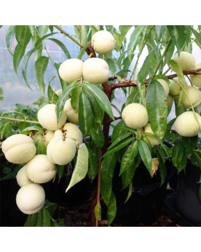 Персик Айс Піч (пізній) | Prunus persica Ice Peach (late) | Персик Айс Пич (поздний)