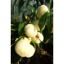 Персик Айс Піч (пізній) | Prunus persica Ice Peach (late) | Персик Айс Пич (поздний)