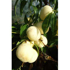 Персик Айс Піч (пізній) | Prunus persica Ice Peach (late) | Персик Айс Пич (поздний)
