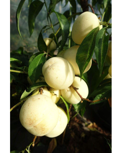 Персик Айс Піч (пізній) | Prunus persica Ice Peach (late) | Персик Айс Пич (поздний)
