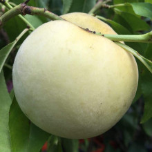 Персик Айс Піч (пізній) | Prunus persica Ice Peach (late) | Персик Айс Пич (поздний)