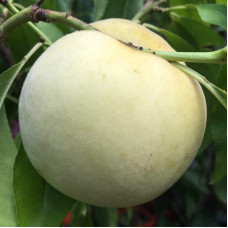 Персик Айс Піч (пізній) | Prunus persica Ice Peach (late) | Персик Айс Пич (поздний)