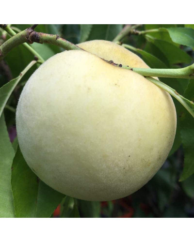 Персик Айс Піч (пізній) | Prunus persica Ice Peach (late) | Персик Айс Пич (поздний)