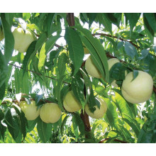 Персик Айс Піч (пізній) | Prunus persica Ice Peach (late) | Персик Айс Пич (поздний)