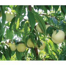 Персик Айс Піч (пізній) | Prunus persica Ice Peach (late) | Персик Айс Пич (поздний)