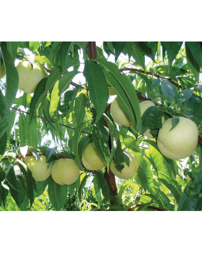 Персик Айс Піч (пізній) | Prunus persica Ice Peach (late) | Персик Айс Пич (поздний)