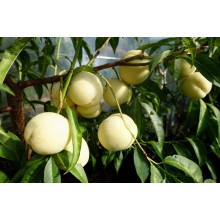 Персик Айс Піч (пізній) | Prunus persica Ice Peach (late) | Персик Айс Пич (поздний)
