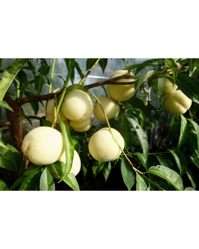 Персик Айс Піч (пізній) | Prunus persica Ice Peach (late) | Персик Айс Пич (поздний)