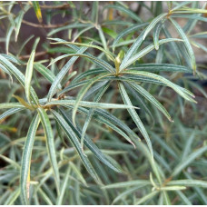 Обліпиха звичайна Лорд (запилювач) | Hippophae rhamnoides Lord (pollinator) | Облепиха обыкновенная Лорд (опылитель)
