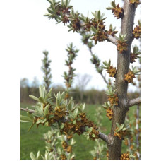 Обліпиха звичайна Лорд (запилювач) | Hippophae rhamnoides Lord (pollinator) | Облепиха обыкновенная Лорд (опылитель)