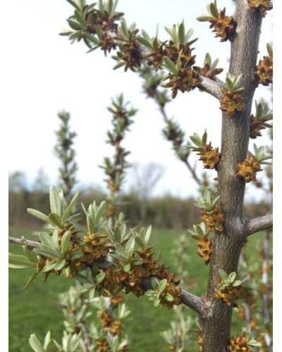 Обліпиха звичайна Лорд (запилювач) | Hippophae rhamnoides Lord (pollinator) | Облепиха обыкновенная Лорд (опылитель)