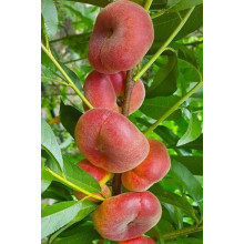 Персик інжирний ‘Пінк Рінг’|Prunus persica ‘Pink Ring’|Персик инжирный ’Пинк Ринг’