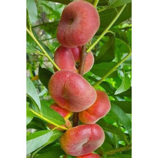 Персик інжирний ‘Пінк Рінг’|Prunus persica ‘Pink Ring’|Персик инжирный ’Пинк Ринг’