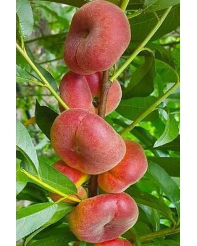 Персик інжирний ‘Пінк Рінг’|Prunus persica ‘Pink Ring’|Персик инжирный ’Пинк Ринг’